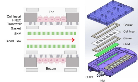 생체공학 인공신장의 내부 구조.   출처:네이처 커뮤니케이션스